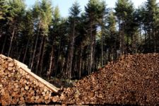 Aquitaine : Naissance du 1er opérateur forestier privé de France